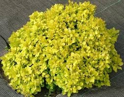 BERBERYS BOGOZAM 80CM NA PNIU
