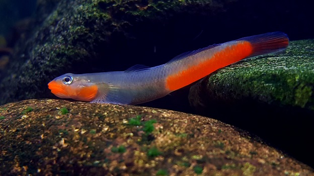 BABKA CZERWONA RED sicyopus exallisuamulus EKH