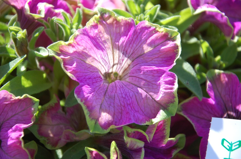 Petunia Crazytunia Kermit Rose zwisająca POLECAM