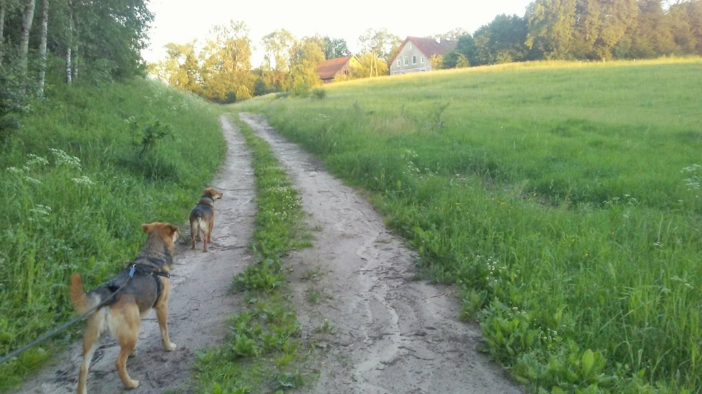 SIEDLISKO W LESIE