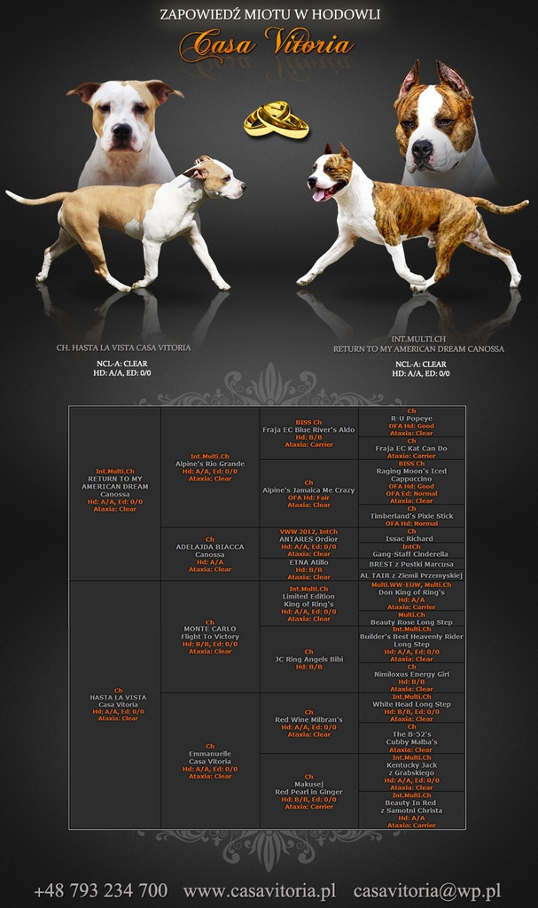 American Staffordshire Terrier Amstaff FCI ZKWP