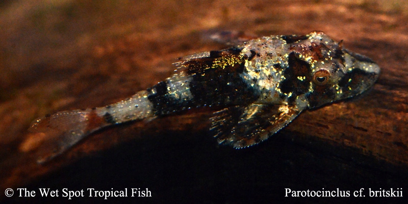 OTOSEK MINI PAROTOCINKLUS ENANA PECKOLTIA sp. 3