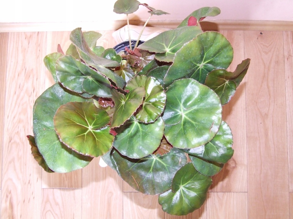 BEGONIA ERYTHROPHYLLA BEEFSTEAK XXL - 7541183847 - oficjalne archiwum  Allegro