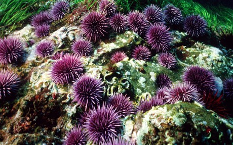 Echinodermata  sp.	Purple Sea Urchin