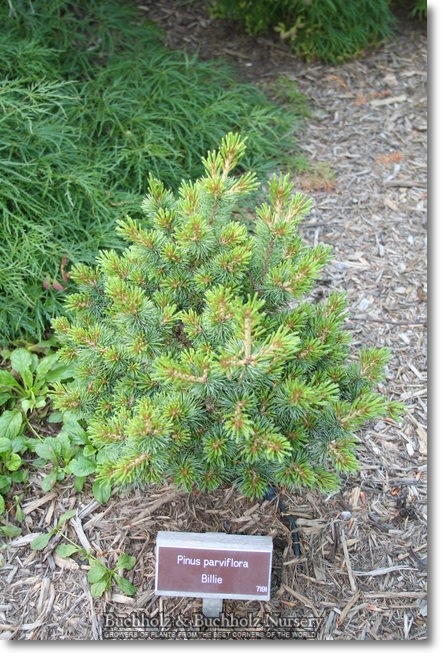 Pinus parviflora Billie - Śliczna sosna !!!