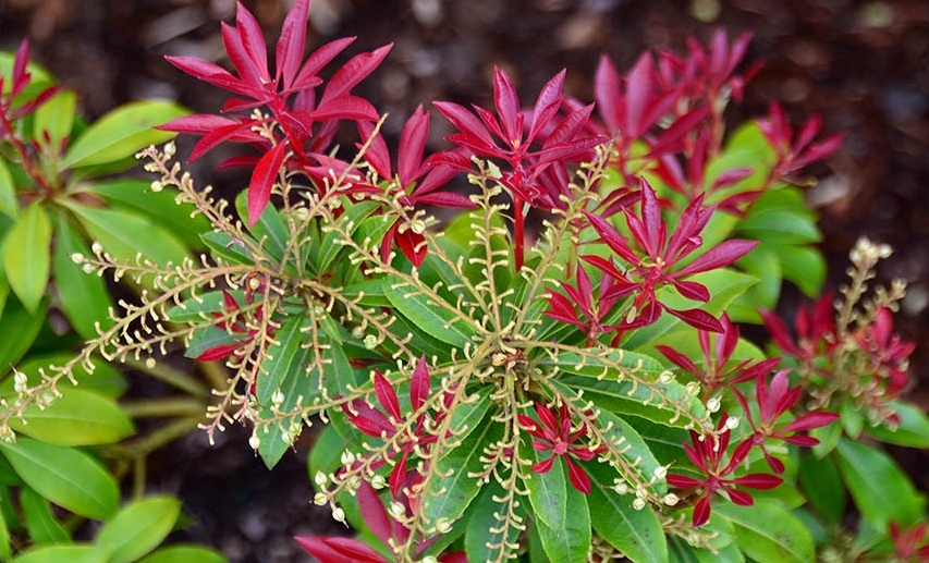 PIERIS JAPOŃSKI „MOUNTAIN FIRE” Karmazynowe ognie