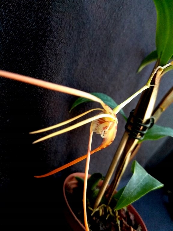 Storczyk Dendrobium tetragonum (FS)