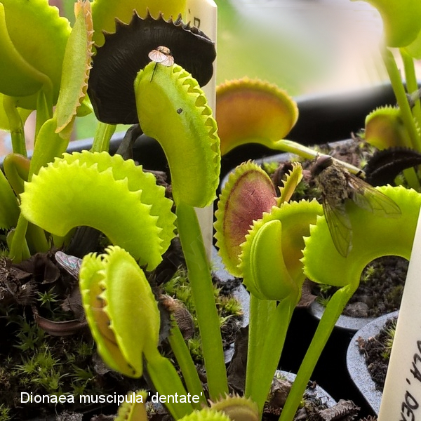 Dionaea muscipula - zestaw do uprawy - muchołówka