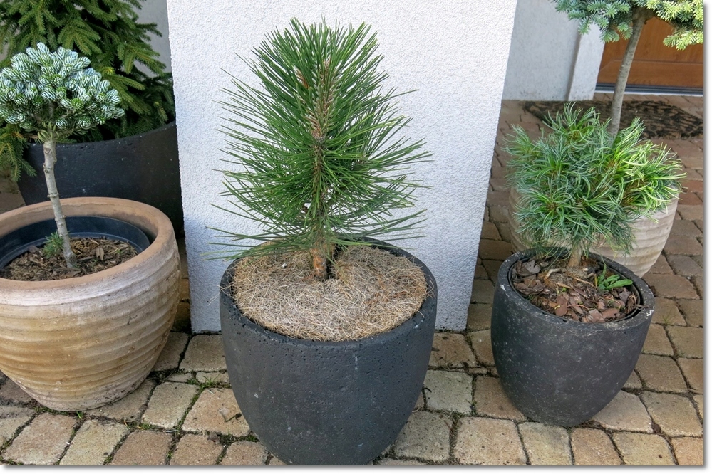 Pinus nigra 'Caprice' - !!! !!! !!!