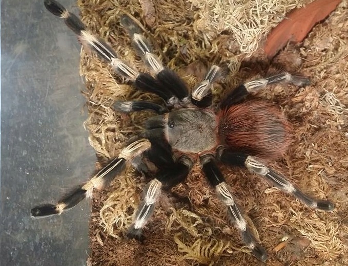 Ptasznik N.chromatus L2 SPIDER-ZONE + GRATIS