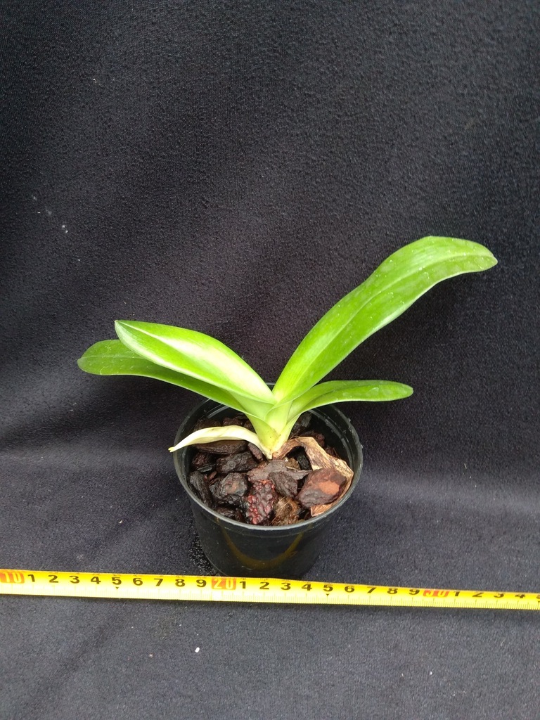 Paphiopedilum Irene Strauss x Sorcerros Stone
