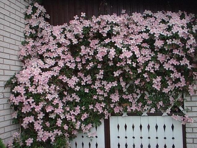 CLEMATIS -POWOJNIK- RUBENS RÓŻOWY DUŻO KWIATÓW