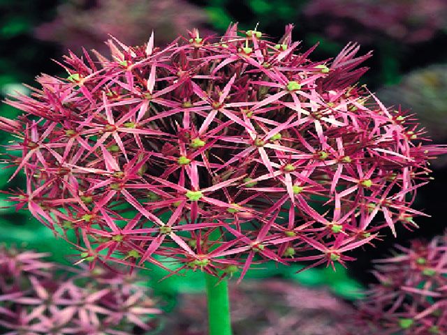 ALLIUM CHRISTOPHII - CZOSNEK KRZYSZTOFA 3 SZT *B