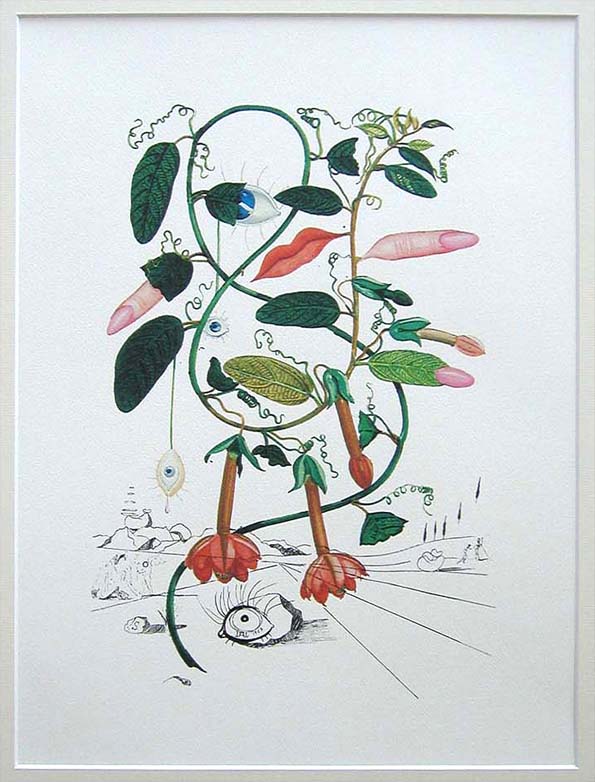 Salvador Dali FLORDALI Cobea'234