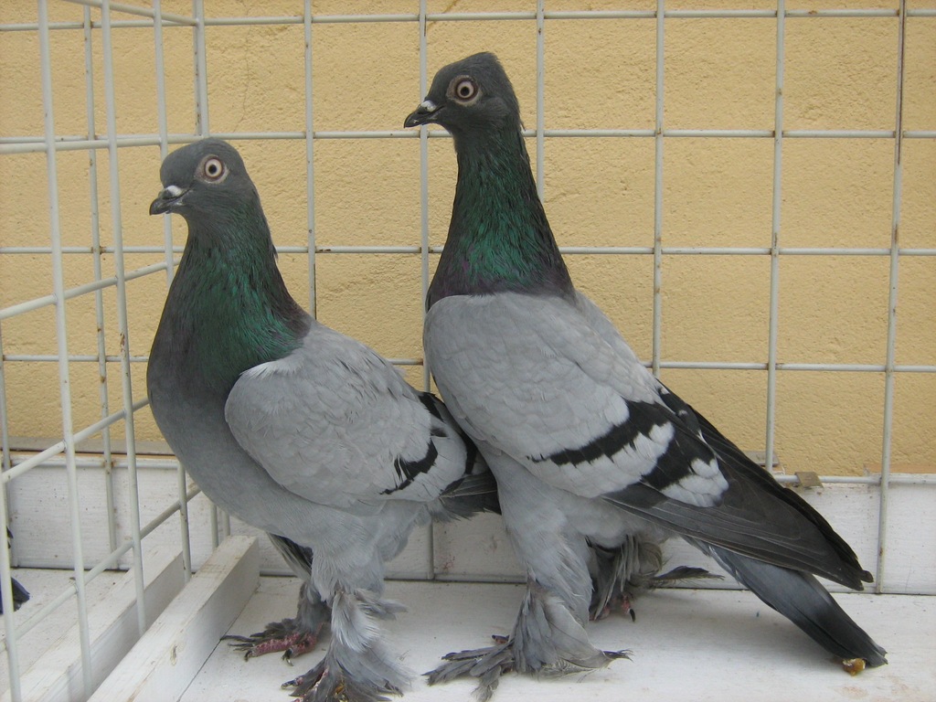 Wiedeńskie Wysokolotne