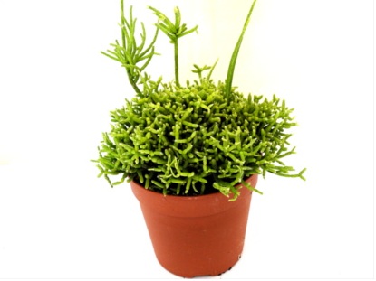 Niezwykła roślina Patyczak żółty Rhipsalis yellow