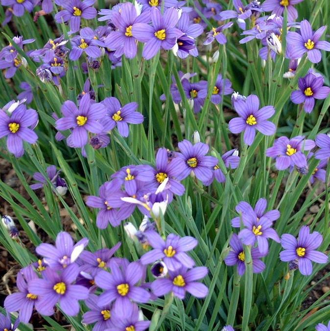 Miecznica wąskolistna Sisyrinchium angustifolium