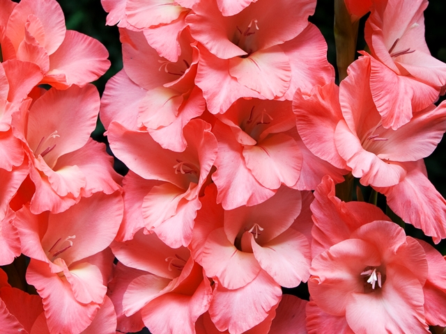 GLADIOLUS MIECZYK RÓŻOWY 100 SZT. - - TANIO - -