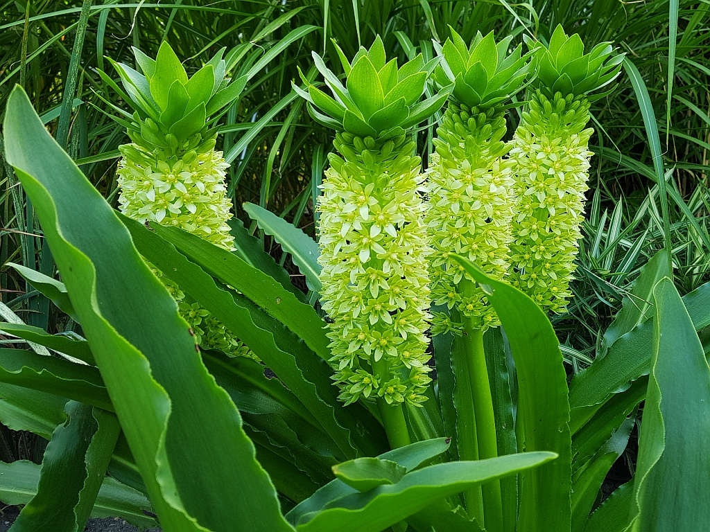LILIA ANANASOWA - EUCOMIS BICOLOR 1szt
