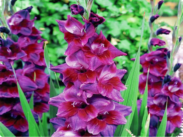 GLADIOLUS MIECZYK VELVET EYES 5 szt