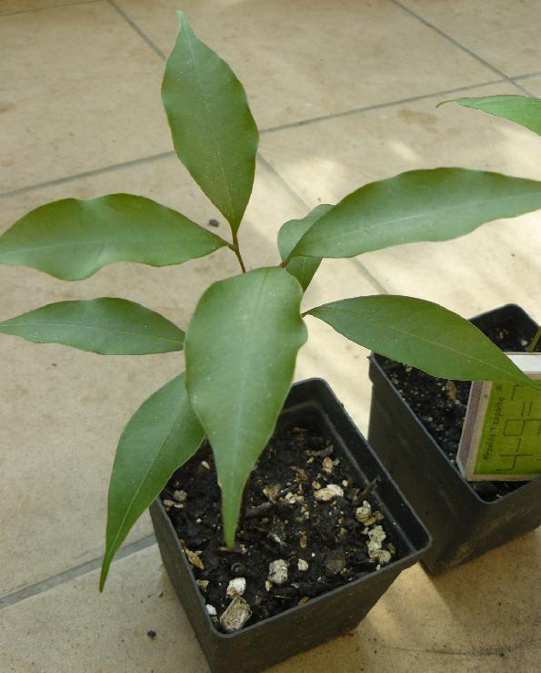 ===> LICZI (Litchi sinensis) - sadzonka <===