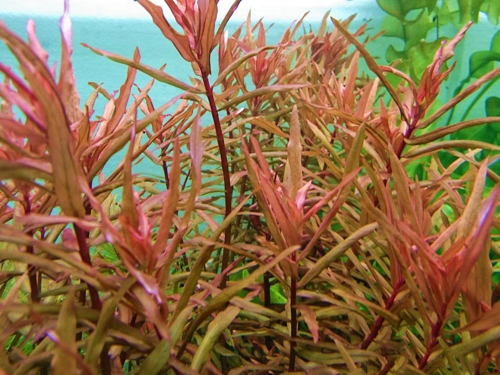 AMMANIA GRACILIS RED - hodowla podwodna