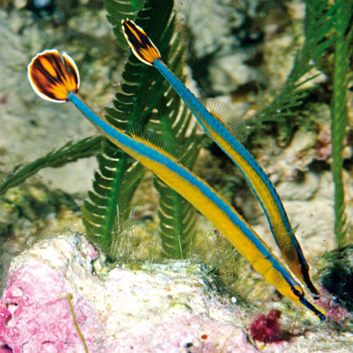 Doryrhamphus excisus