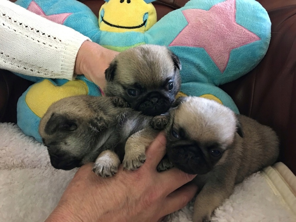 Mops Mopsy Po Champ. Znakomity Rod. FCI ZKwP Wawa 7494043610