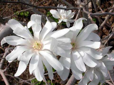 Magnolia gwiaździsta Royal Star 160 cm + gratis - 7265941403 - oficjalne  archiwum Allegro