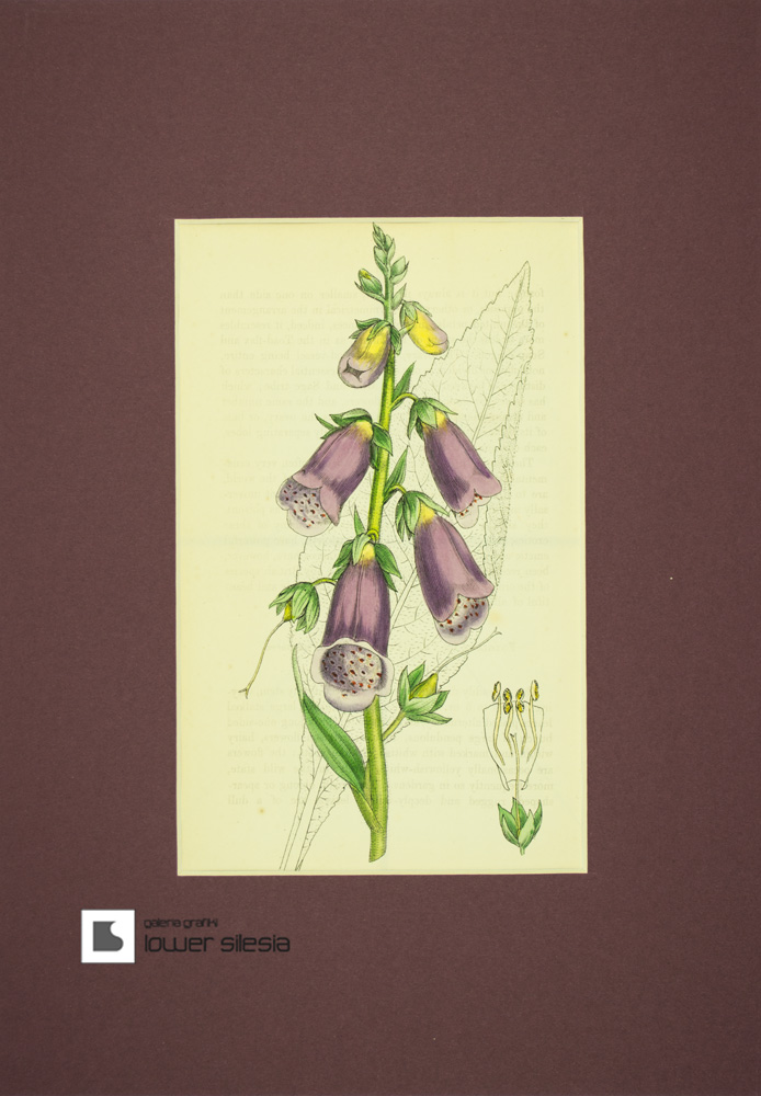1856 roślina trująca NAPARSTNICA PURPUROWA litogr.