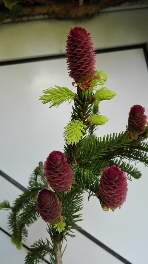 Picea abies 'Inversa' - ŚWIERKOWE MONSTRUM (5) XL