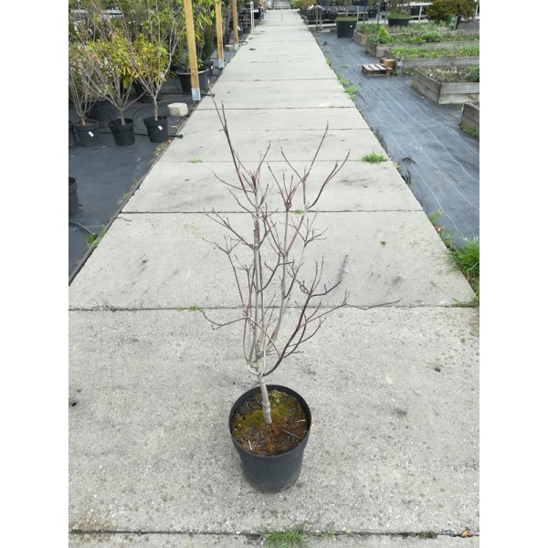 Dereń kwiecisty Cornus florida 'Red Giant'