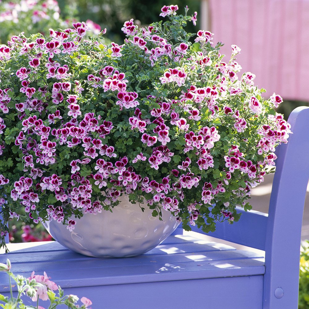 Pelargonia anielska Angel Eyes Randy