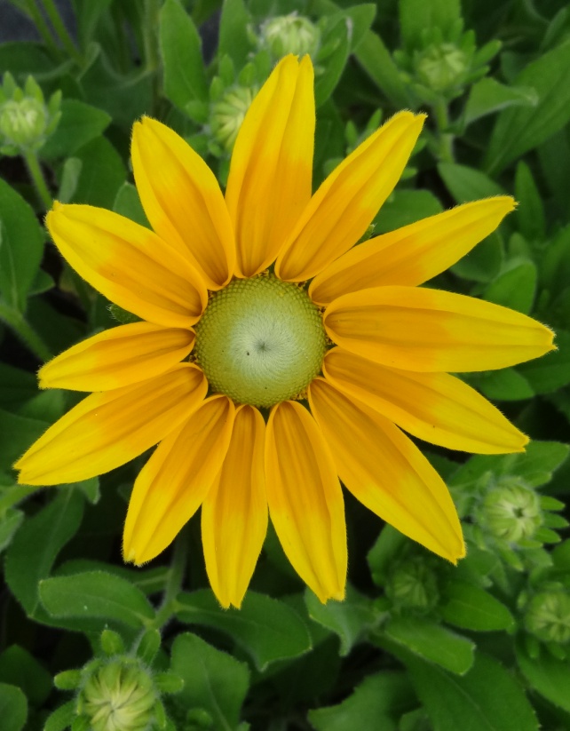 Rudbekia SUNBECKIA (R) 'Sophia Yellow'