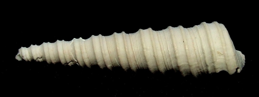 Muszla Archimediella erronea Korytnica miocen