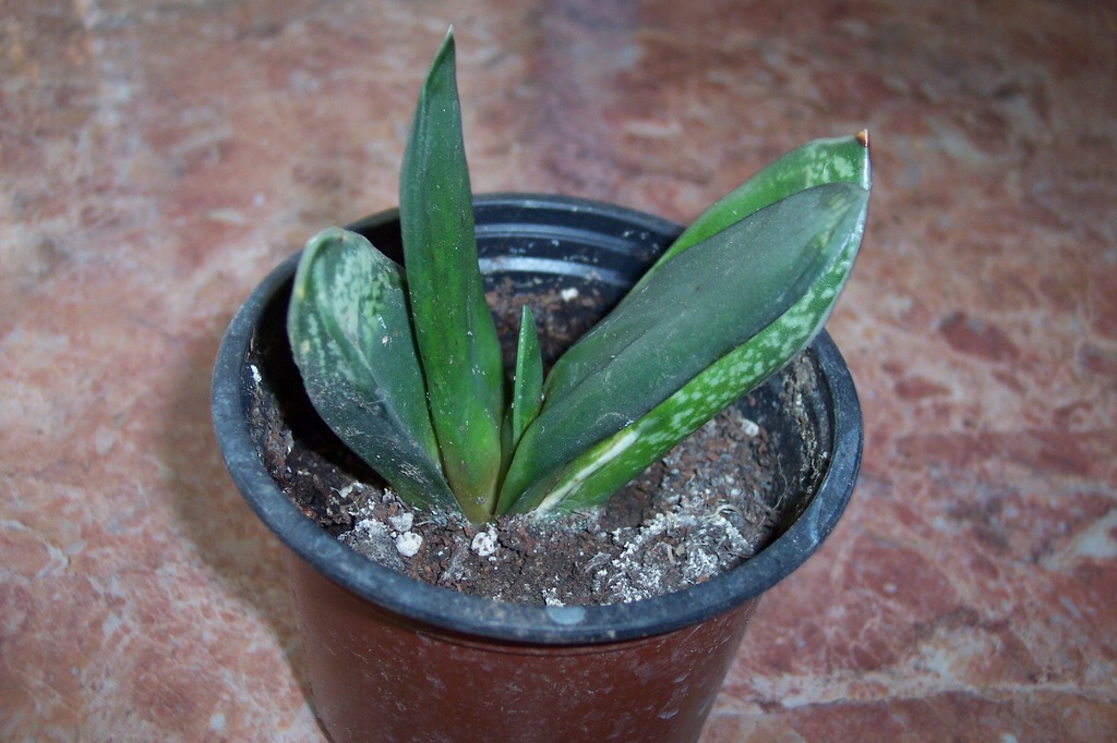 kaktusy gasteria nigricans monstrose