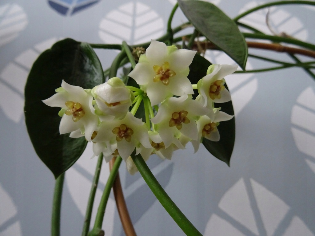 Hoya thailandica - cięta sadzonka, pędy kwiatowe!