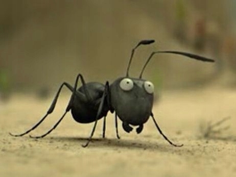 Hurtnica pospolita Lasius Niger Królowa+10-20 robo