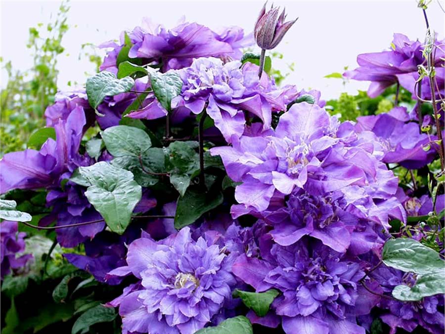 Clematis Powojnik Vyvyan Pennell ~ PEŁNE KWIATY C2