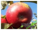 Mini Jabłoń DELEGRINA z donicy art. nr 685D Rodzaj rośliny jabłonie