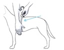Шлейка для маленькой собачки York Maltese 34-44см TRE PONTI черная СО СВЕТООТРАЖИТЕЛЯМИ