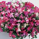 SEMIENKA kvetov hrášok voňavý W. LEGUTKO 5 g H2 Charakteristické vlastnosti čistenie vzduchu nenáročné na starostlivosť zriedkavé