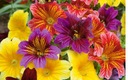 TUJALE смесь семян Salpiglossis Sinuata 1г