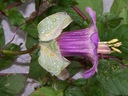 KOBEA POPÍNAVÁ FIALOVÁ (COBAEA SCANDENS) 6 SEMIEN Odroda LONG LIFE MEADOW