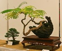 1000 semien NA BONSAI OHŇOVÝ STROM - DELONIX REGIA NA BONSAI 3 SEMENÁ Latinský názov iné