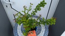 Chaenomeles japonica 'Cido' - Pigwowiec japoński Wysokość sadzonki 40-50 cm