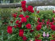 Popínavá ruža ČERVENÁ ŠÁLKA č.-830a