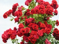 Popínavá ruža Červená veľká kvetina