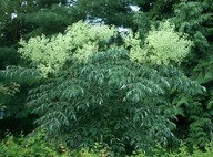 VZÁCNA ARALIA JAPONSKÁ (ARALIA ELATA) 50 SEMIEN