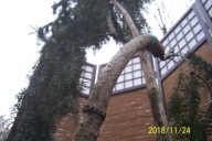 Jodła balsamiczna 18 letnia karlowa szczepiona pendula zwisająca niwak inna